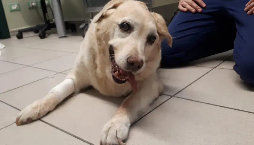 Cane con sindrome vestibolare, sdraiato a terra, con zampe fasciate. Sembra un po' confuso ma si affida alle cure.
