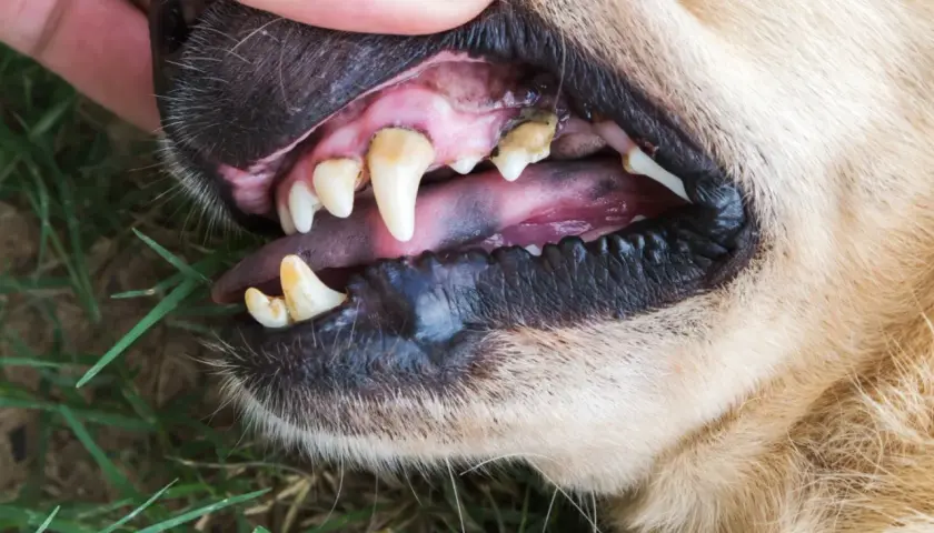 Denti del cane con tartaro visibile. Scopri come togliere il tartaro dai denti del cane per un sorriso sano.