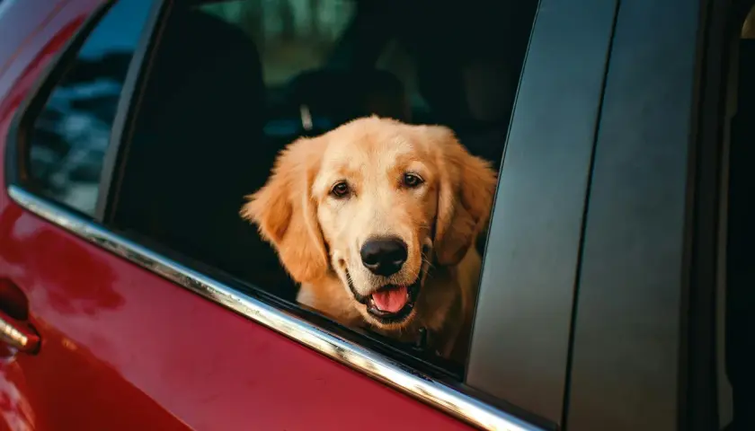 Golden retriever con la testa fuori dal finestrino, pronto per il viaggio. Forse gli serviranno dei farmaci per il mal d'auto cane.