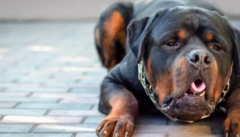 Rottweiler sdraiato a terra, con la bocca aperta e la lingua fuori, potrebbe mostrare sintomi di reflusso.