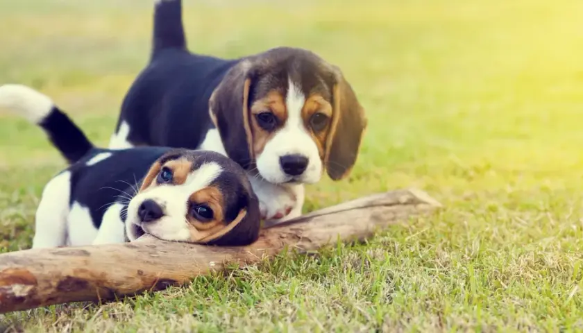 Due cuccioli beagle giocano sull'erba con un bastone. La sverminazione cane è importante per la loro salute.