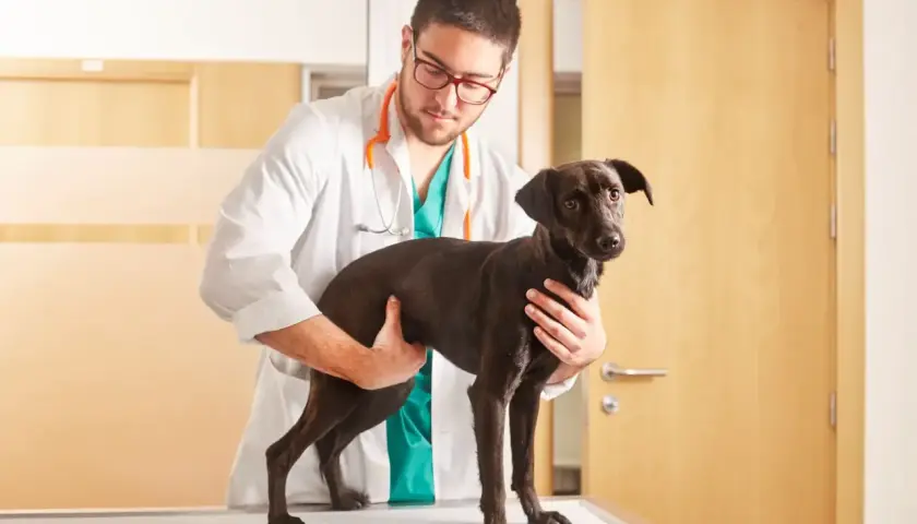 Veterinario esamina un cane scuro, forse per una cisti cheratinica.