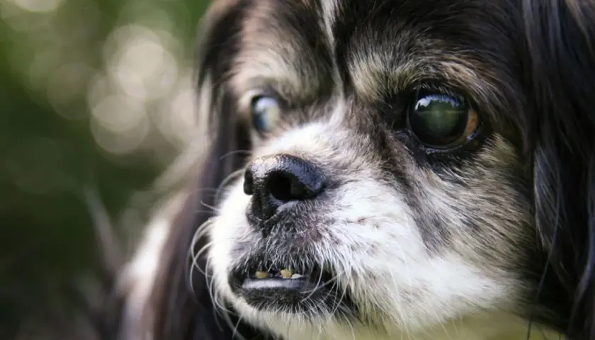 Primo piano di un cane anziano con occhi opachi. La sua espressione curiosa fa riflettere su quanto vive un cane cieco.