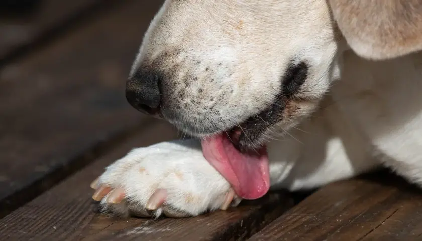 Un cane si lecca le zampe con la lingua rosa su un tavolato di legno.