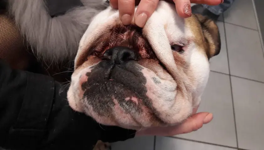 Mani che esaminano il muso di un bulldog, forse per un'infezione da malassezia all'orecchio del cane.