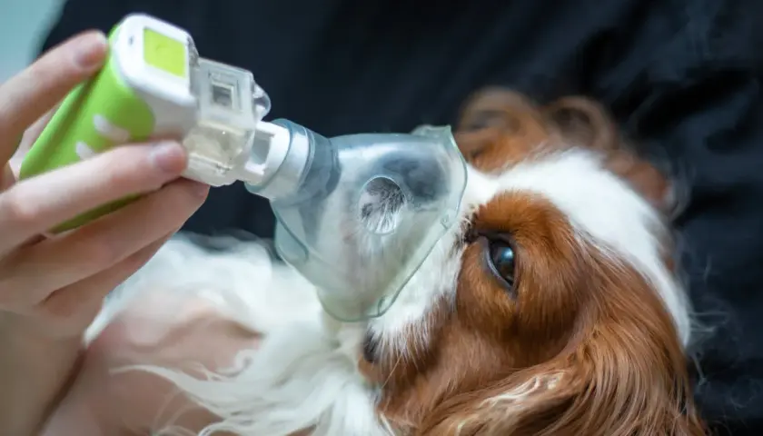 Un cane tossisce come se avesse qualcosa in gola, riceve un trattamento con un inalatore.