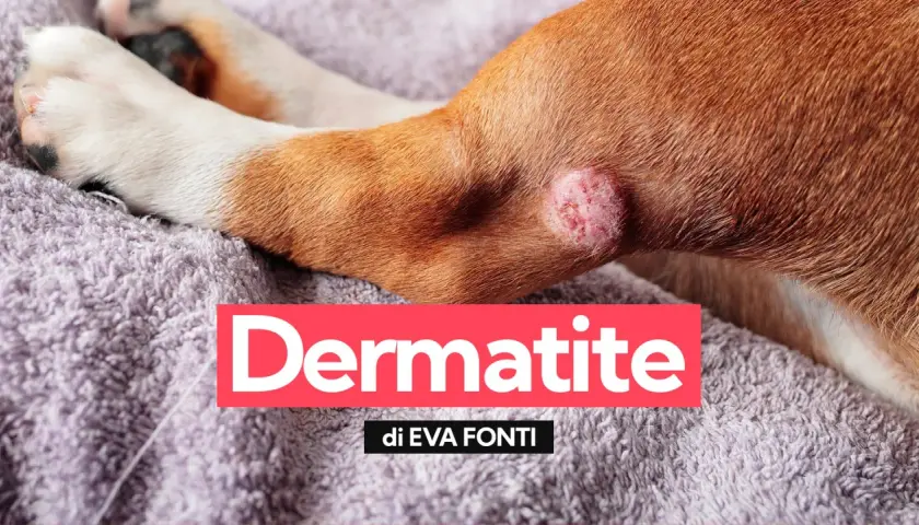Primo piano di una zampa di cane con una lesione cutanea, indicativa di dermatite.