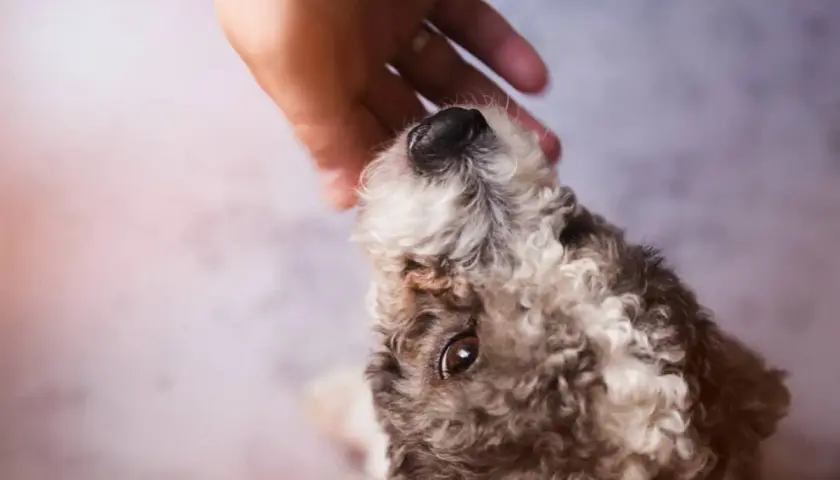 Un cane con pelo riccio riceve una carezza. Forse cerca rimedi per le pulci.