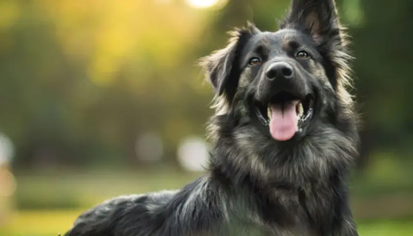Cane sorridente in un prato. Anche con artrosi, un cane può vivere felice e a lungo.