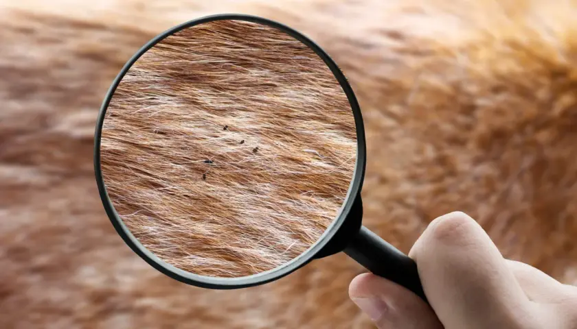 Ingrandimento della pelliccia di un cane rivela la presenza di pulci.