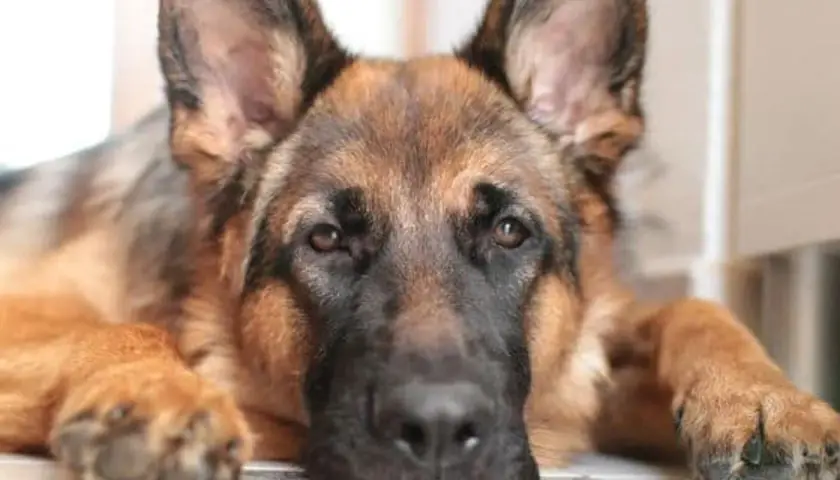 Un cane pastore tedesco con sguardo triste, forse affetto da mielopatia degenerativa, in attesa di un'eutanasia compassionevole.