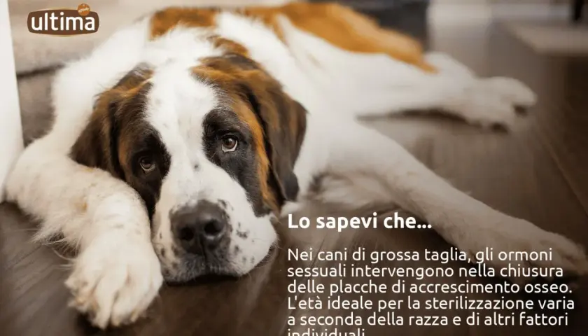 San Bernardo sdraiato, con testo informativo sulla sterilizzazione cane femmina e l'età ideale per l'intervento.