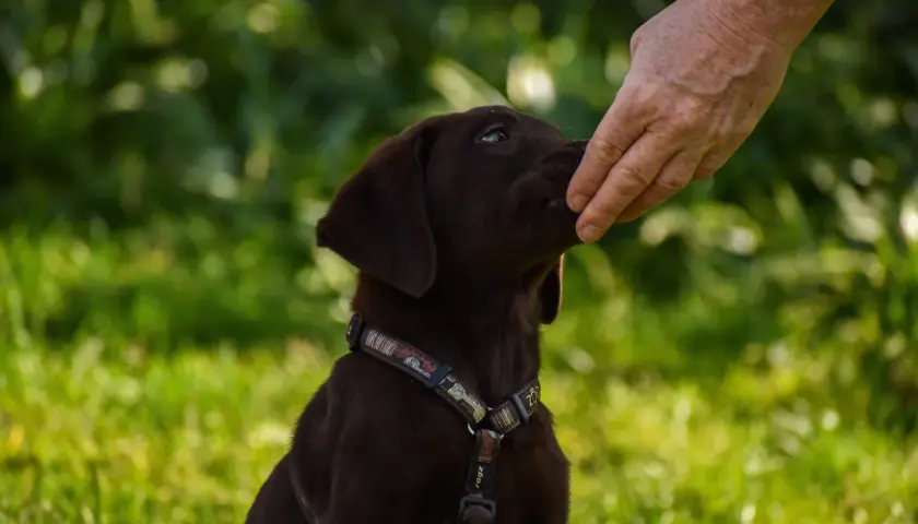 Un cucciolo marrone riceve un cocco al cane da una mano.