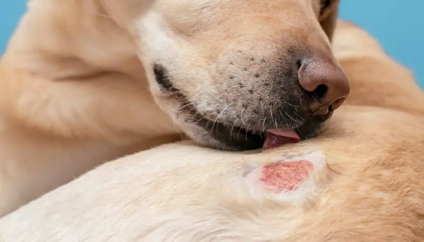 Un cane si lecca una zona arrossata sulla pelle, mostrando un'irritazione cutanea.