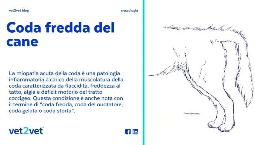 Disegno di un cane con la "coda fredda", una patologia che causa flaccidità e freddezza alla coda.