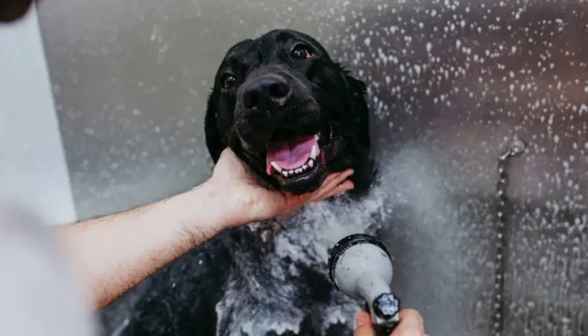 Un cane nero felice viene insaponato e sciacquato. È ora di fare il bagno al cane!