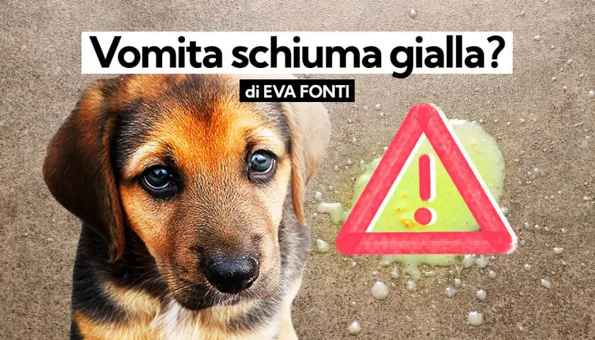 Cucciolo preoccupato accanto a vomito giallo e un segnale di pericolo.