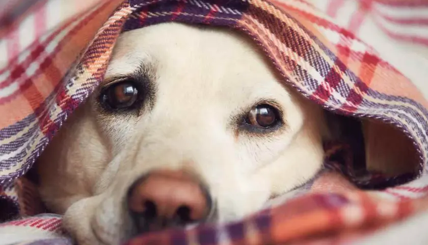 Un cane con le orecchie fredde si nasconde sotto una coperta a quadri, con solo gli occhi e il naso visibili.