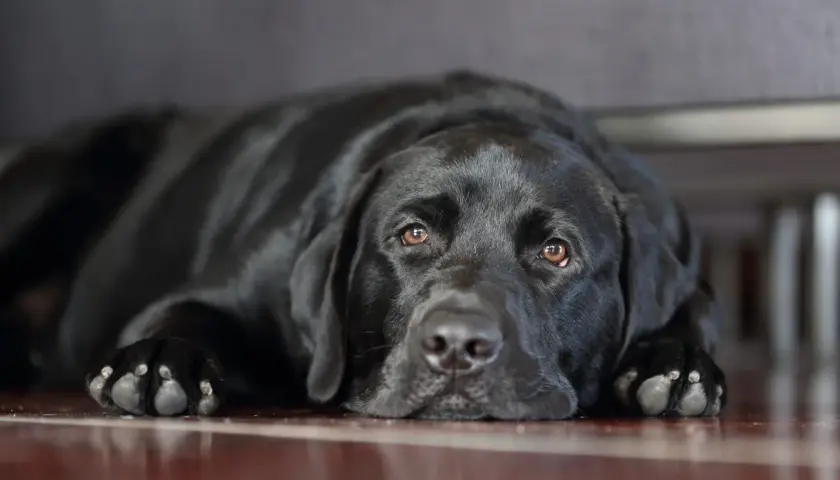 Un cane nero con sguardo triste, sdraiato a terra. Potrebbe mostrare sintomi di cane depresso.