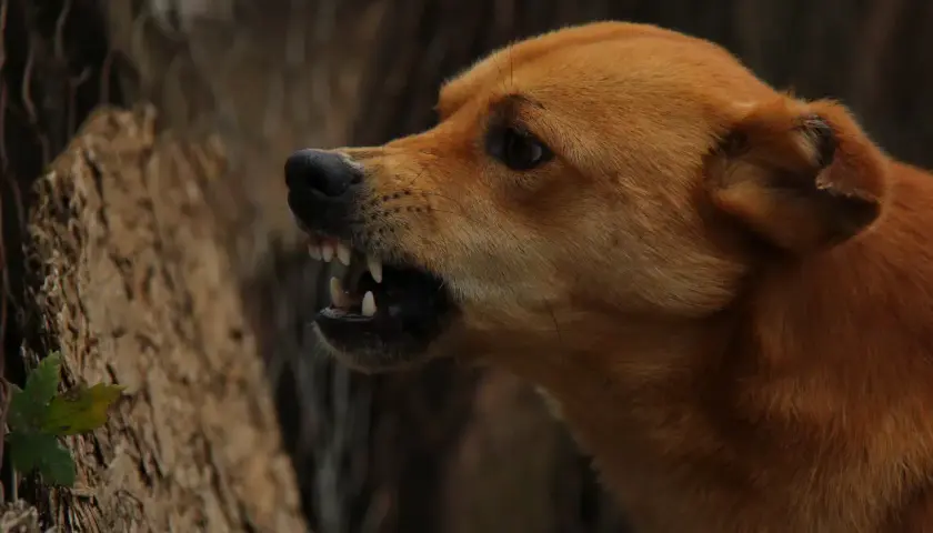 Cane ringhia mostrando i denti. Un segno per capire se un cane ha la rabbia è un comportamento aggressivo e ringhi.