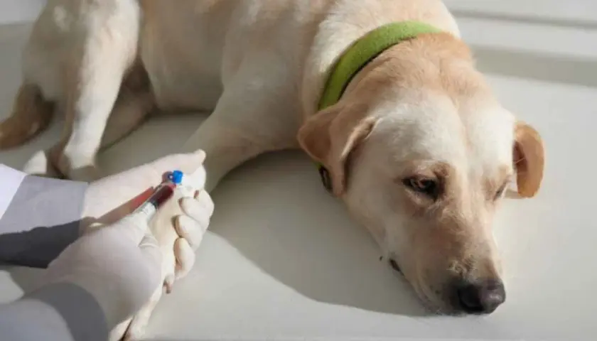 Cane con fosfatasi alcalina alta, sottoposto a prelievo di sangue per analisi.