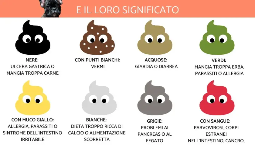 Guida ai tipi di feci canine: quando preoccuparsi se il cane ha la diarrea, feci acquose o con sangue indicano problemi.