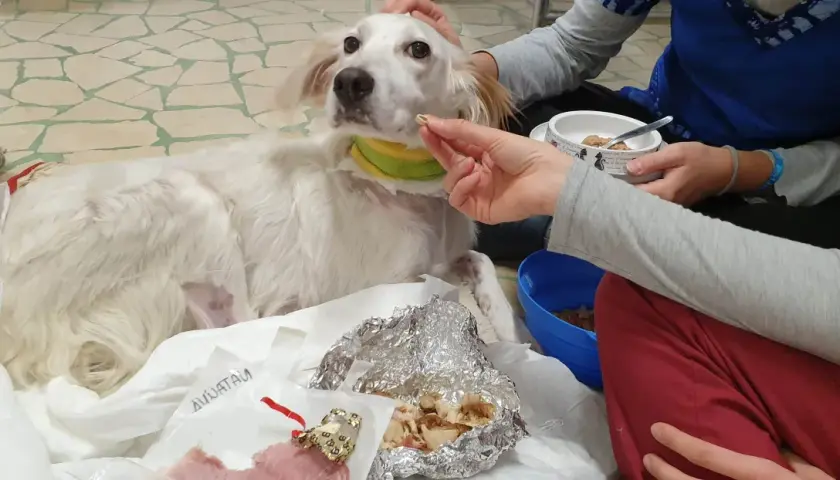 Un cane bianco, con un collare verde e giallo, è sdraiato su un telo. Una mano gli offre un bocconcino, ma il cane non mangia.