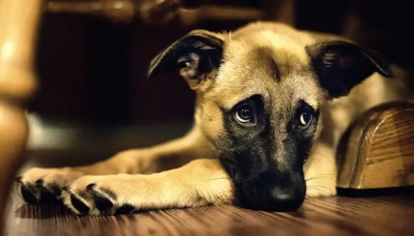 Cane con sguardo triste, forse soffre di insufficienza renale e non beve.