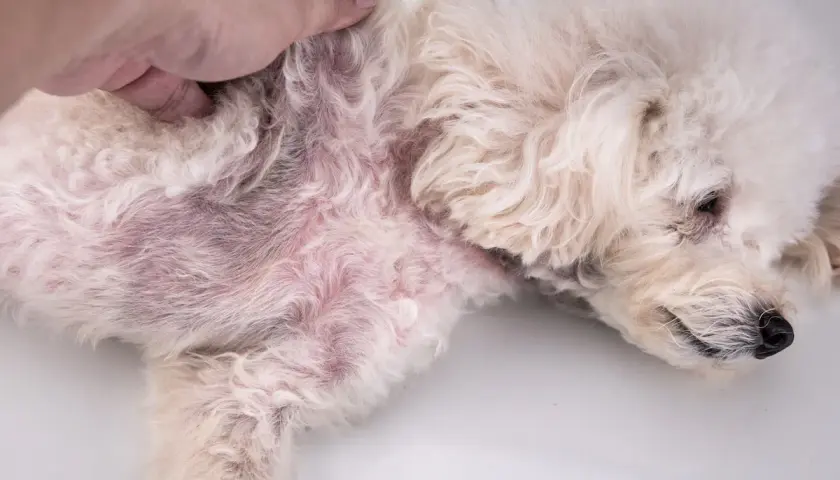 Cane con pelo chiaro e pelle arrossata, sintomo di dermatite da acari.