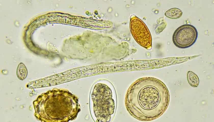 Vermi nei cani: uova e larve di parassiti intestinali osservate al microscopio.