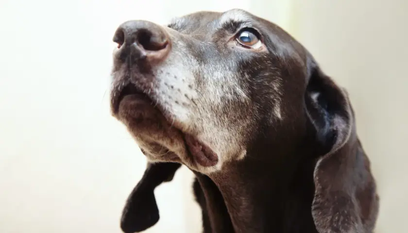 Close-up of a brown dog's face, looking up.