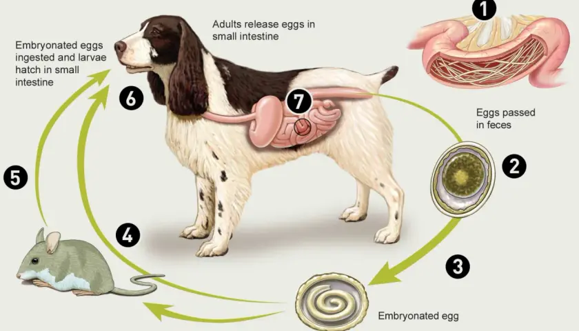 Ciclo di vita dei vermi nel cane cucciolo: uova, larve e topi. Il cane ingerisce uova embrionate che si sviluppano nell'intestino.