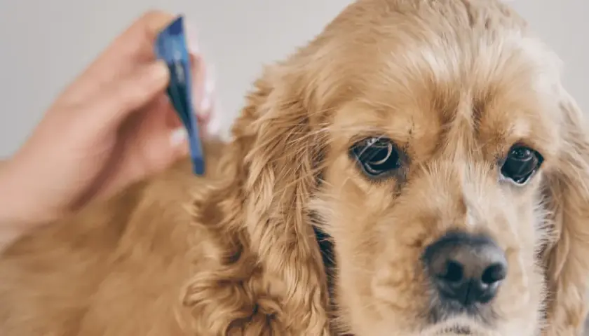 Primo piano di un cane golden retriever a cui viene applicato un antiparassitario. Prevenzione contro l'erlichiosi cane.