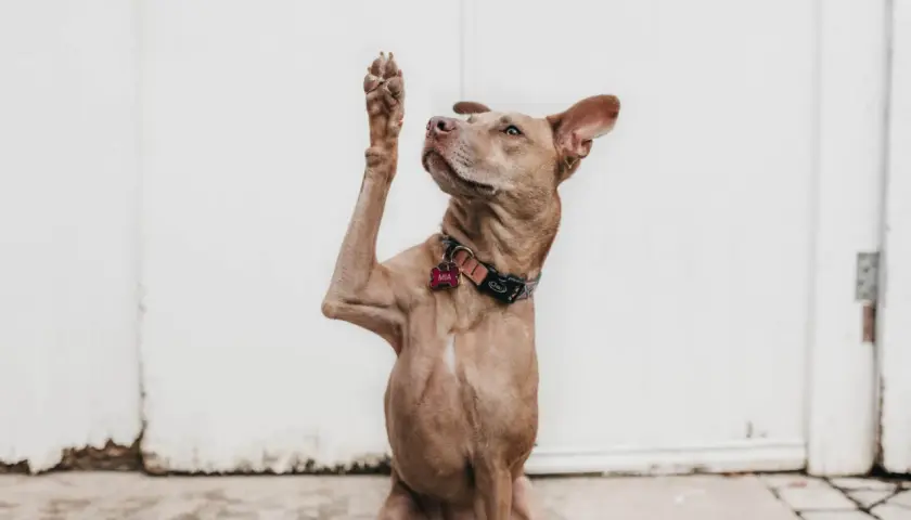 Cane con zampa alzata, sembra chiedere "chi ha un callo sul gomito?".