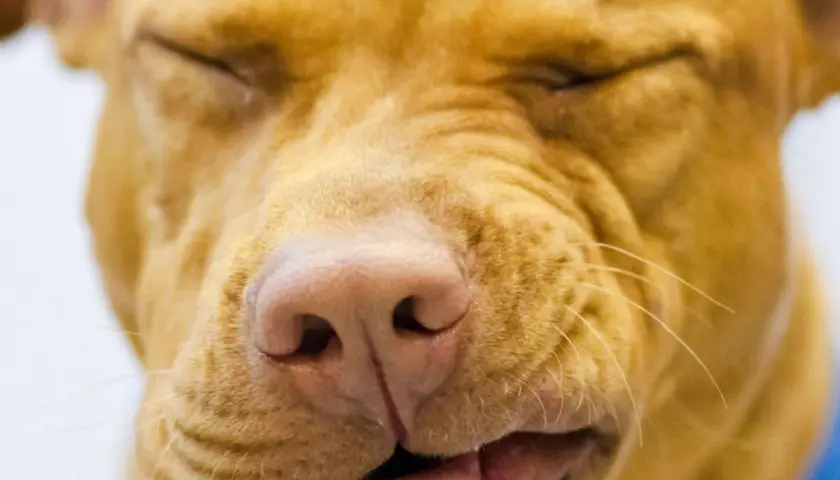 Primo piano di un cane con gli occhi chiusi e un'espressione buffa, forse un po' di naso che cola.