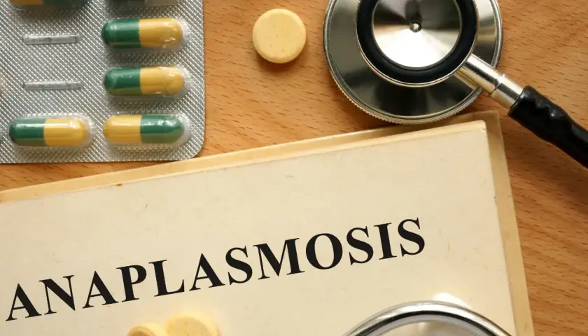 Pillole e stetoscopio su un libro con la scritta "Anaplasmosis", suggerendo il trattamento per l'anaplasma nel cane.