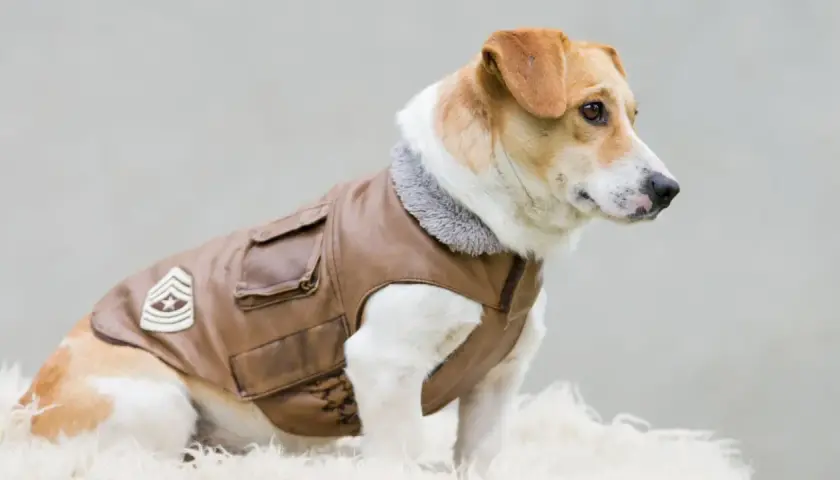 Un cane con giacca in pelle marrone, colletto grigio e distintivo militare. Sembra pronto per un'avventura, forse per cercare ghiaccio ai cani in una giornata calda.
