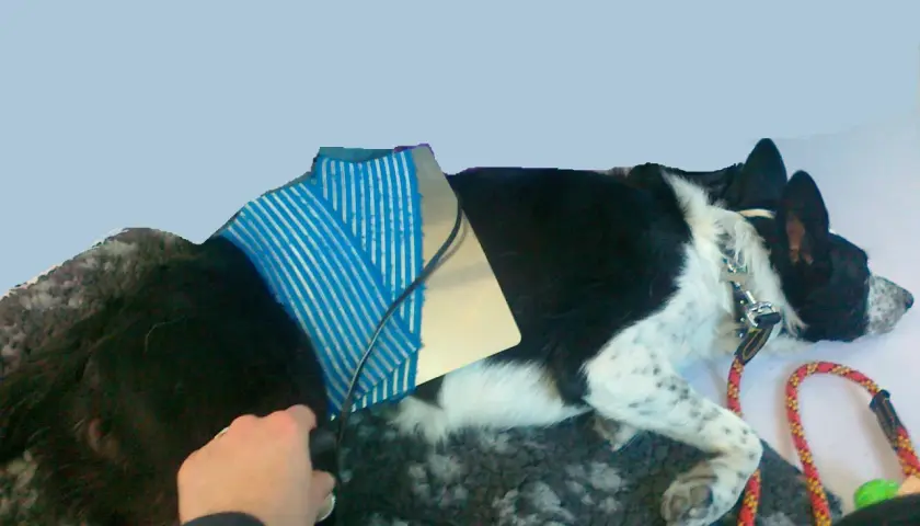 Cane con tutore post-operatorio, forse per rottura crociato. Il costo dell'operazione è una preoccupazione per molti proprietari.