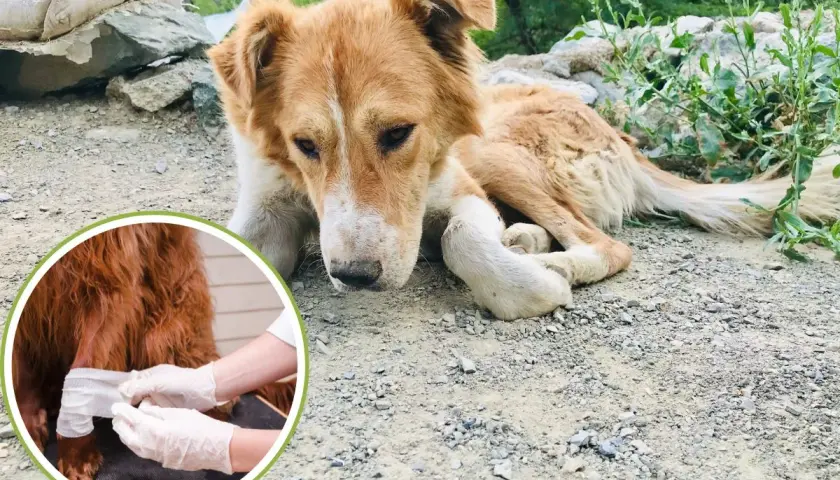 A sad-looking dog lies on the ground while a close-up shows a paw being bandaged.