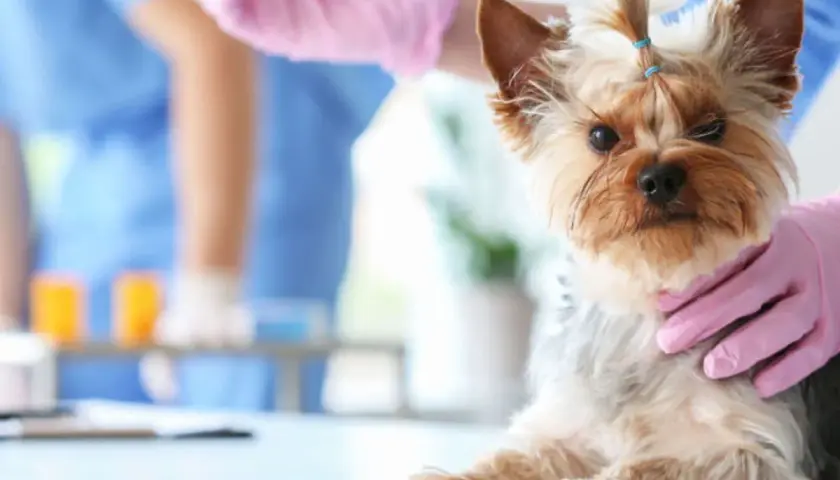 Un yorkshire terrier con il morbo di Cushing, sperando in una cura. Il veterinario prepara un'iniezione.