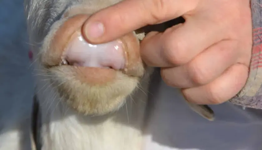 Gengive pallide di un cane, sintomo di anemia. Un dito solleva il labbro per mostrare la mucosa.
