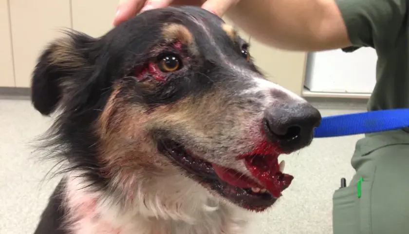 Cane ferito con sangue sul muso e intorno agli occhi. Potrebbe essere un segno di trauma alla colonna vertebrale, ma servono altri sintomi per confermarlo.