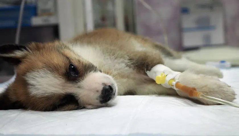 Cucciolo malato con flebo, uno dei parvovirosi cane sintomi è la letargia.