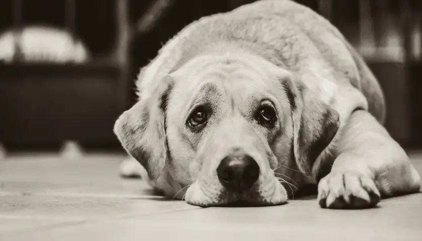 Un cane con sguardo triste, forse soffre di artrite. Le sue zampe sono distese, il muso appoggiato a terra.