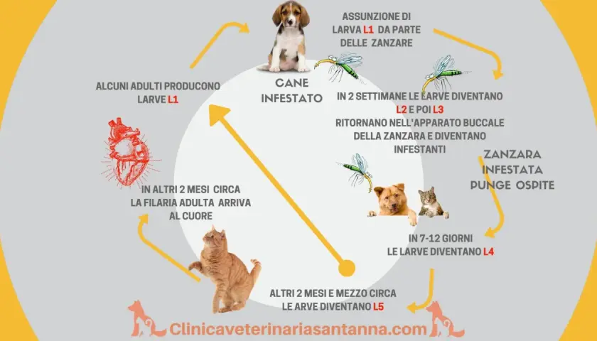 Ciclo della filaria nel cane: le zanzare trasmettono larve L1, che si sviluppano in L3 e poi L4, fino a raggiungere il cuore del cane.