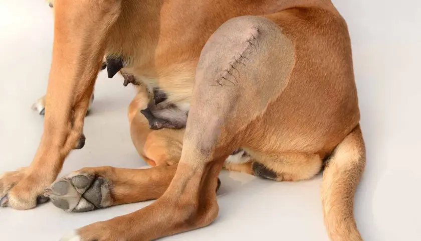 Cane con zoppia post-operatoria, probabile rottura legamento crociato posteriore cane quando necessario operare.