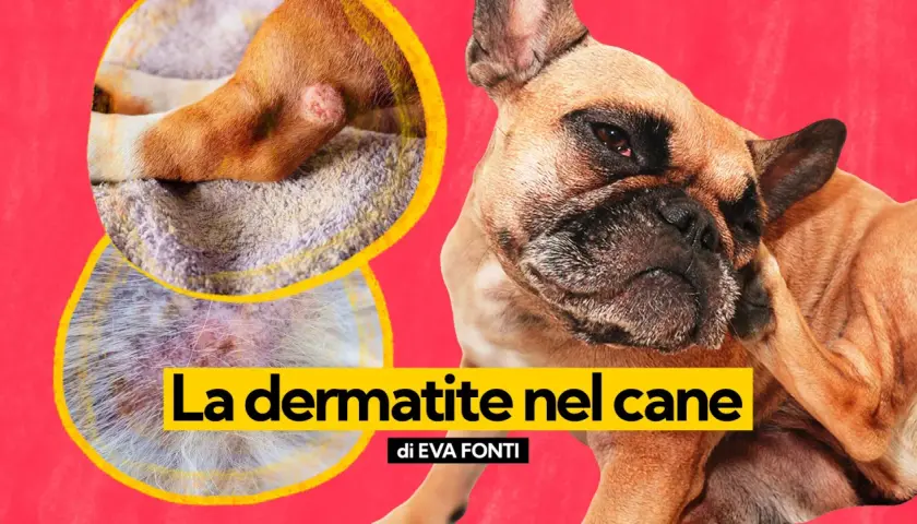 Primo piano di un cane con dermatite. Le immagini mostrano piaghe sul cane, evidenziando le cause della dermatite.