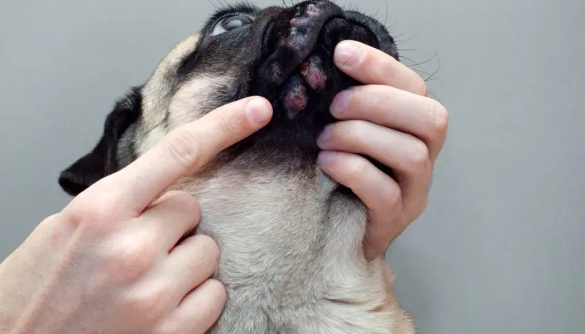 Mani esaminano le croste nere sulla pelle del muso di un cane, forse un segno di infezione o allergia.