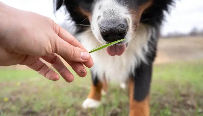 Un cane di razza Bernese sta per mangiare un filo d'erba offerto da una mano.