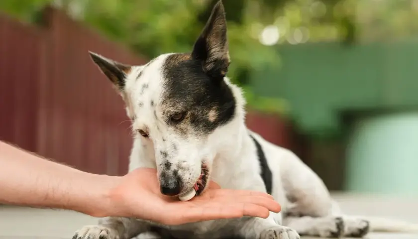 Un cane bianco e nero riceve una pillola da una mano. Potrebbe essere un trattamento per una malattia autoimmune del cane.